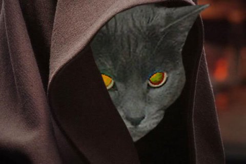 Sith Cat